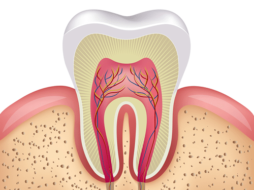 Root Canal Diagram